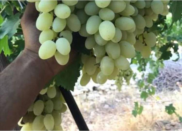 جرش: نضوج مبكر للفواكه بسبب الحر يشعل سباق قطافها قبل تلفها