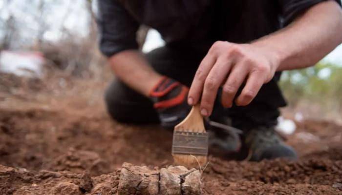 اكتشاف أقدم ديناصور في أفريقيا.. ظهر قبل 230 مليون عام