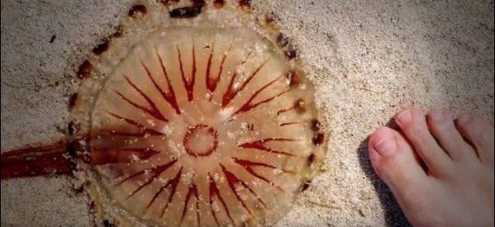 الجزائر: الحماية المدنية بتيبازة تحذر من قنديل البحر