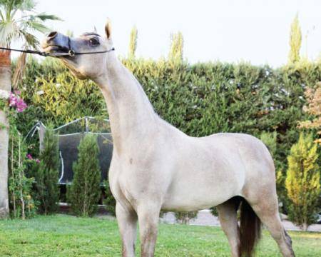 تواصل منافسات بطولة الشرق الأوسط لجمال الخيول العربية