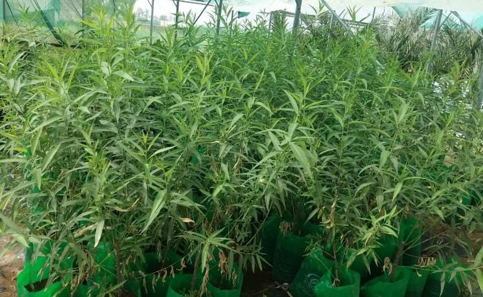 “البحوث الزراعية”: نبات الصفصاف مصدر علفي وعلاجي