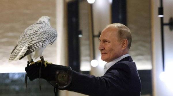 صقر يحط على ذراع بوتين ويتردد بالعودة إلى مدربه