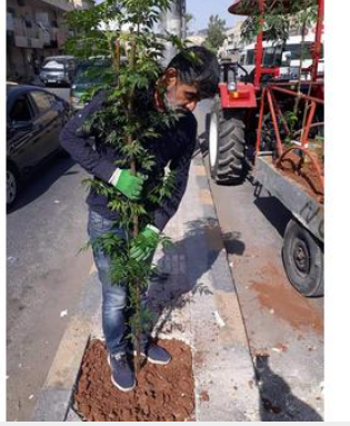 الفاعوري : البدء بزراعة الجزر الوسطية في شوارع عين الباشا لاضفاء الجمالية على الطرق وتعزيز البعد البيئي