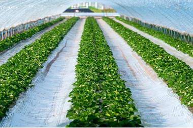 مزايا تدعم الأردن ليكون مركزا إقليميا للأمن الغذائي