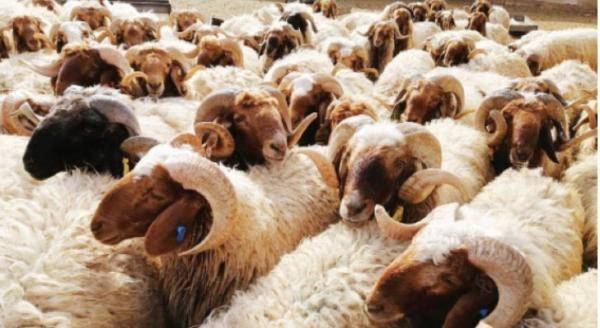 زراعة المفرق تدعو مربي الثروة الحيوانية للتسجيل وتحديث بياناتهم