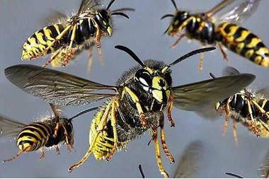 خلية دبابير تدخل طفل العناية الحثيثة بالسلط