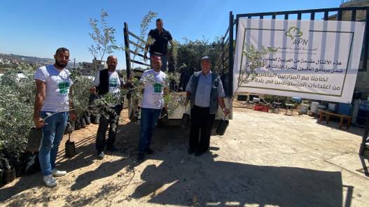 توزيع 400 شتلة زيتون على مزارعين فلسطينيين تضرروا من اعتداءات إسرائيلية
