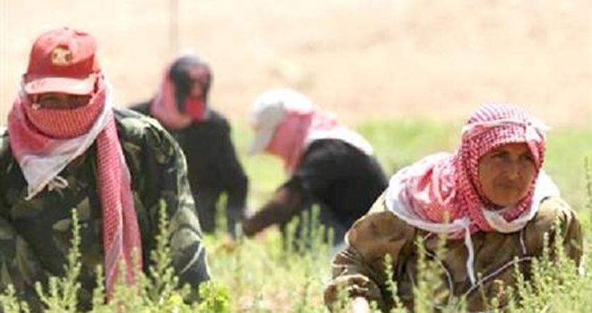 “اتحاد المزارعين” يوصي الحكومة بحل مشكلات تواجه مزارعي المفرق