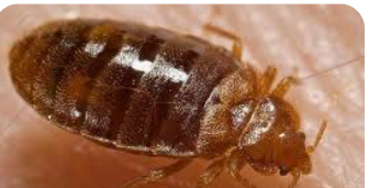 حملة لمكافحة حشرة البق القرمزي في إربد