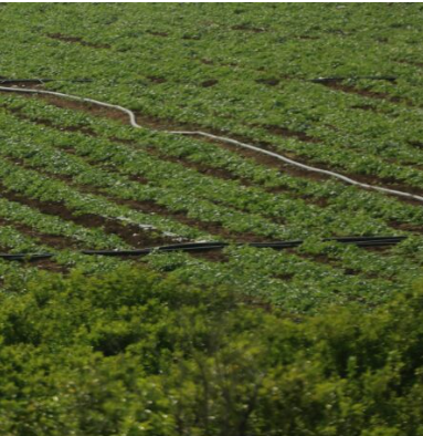 تأجيل دفع أثمان مياه الري للموسم الزراعي الحالي في الأغوار الجنوبية