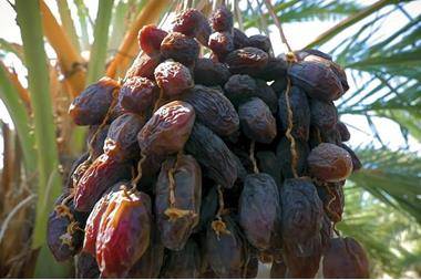 وزير الزراعة يطلق موسم جني التمور الثاني