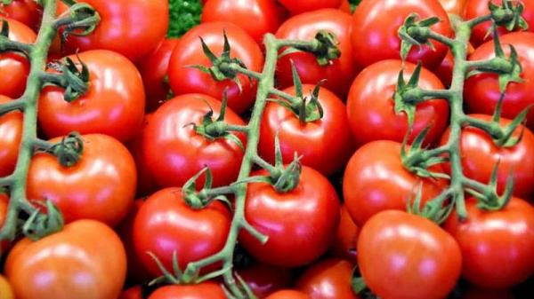 7 قروش سعر كيلو البندورة في السوق المركزي