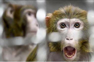 السودان يرصد 5 حالات أخرى لمرض جدري القرود