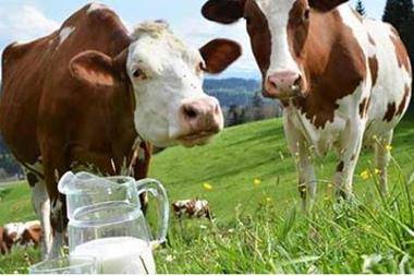 الصحة: مرض السل ينتقل عبر تناول الحليب البقري غير المغلي