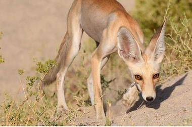 وفاة طفلة بعد تعرضها للعض من حصيني في المفرق