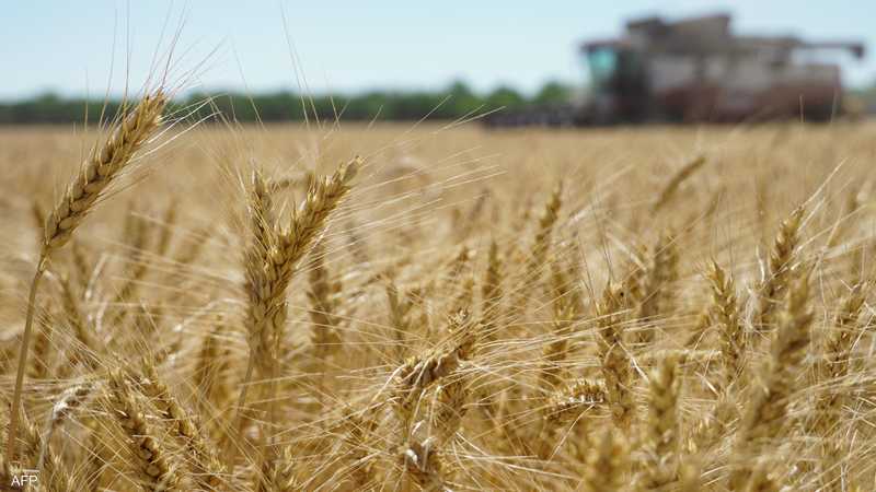 لمواجهة أزمة المخزون.. العراق يعتزم زيادة مساحة زراعة القمح