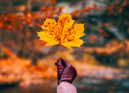 ماذا يعني الانقلاب الخريفي؟