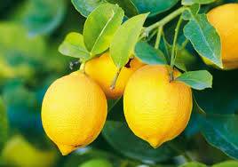 انخفاض أسعار الليمون 10 قروش