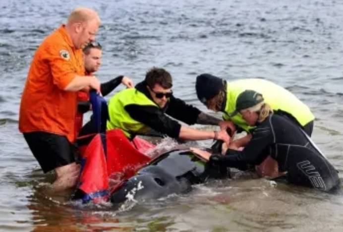 نفوق 200 حوت طيار جنحت على شاطئ أسترالي