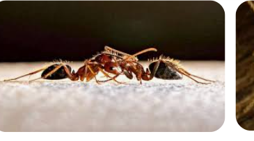 إربد: حملة مدرسة حوفا لمكافحة انتشار النمل الابيض