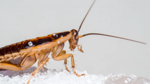 اليابان تستعين بالصراصير للبحث عن ناجين خلال الكوارث