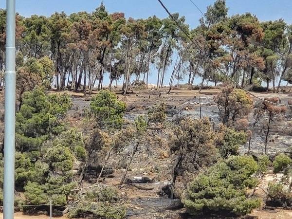 اعتداءات وحرق للأشجار بناعور