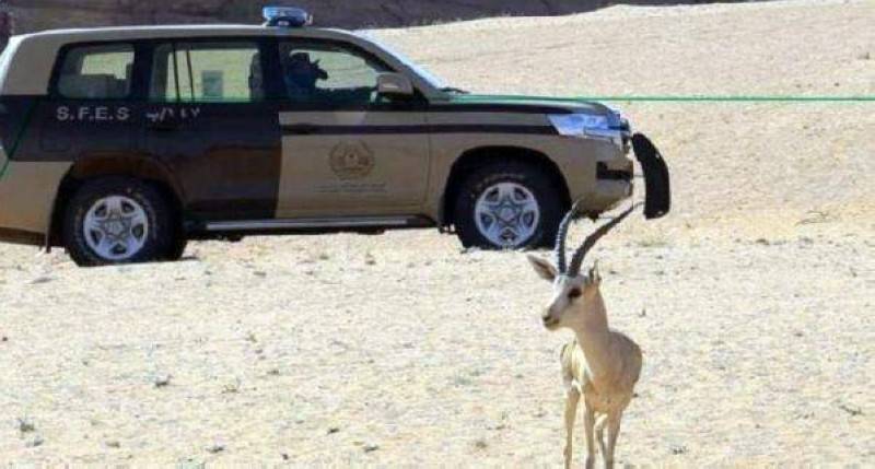 قوات الأمن البيئي في السعودية  تضبط مخالفين لنظام البيئة