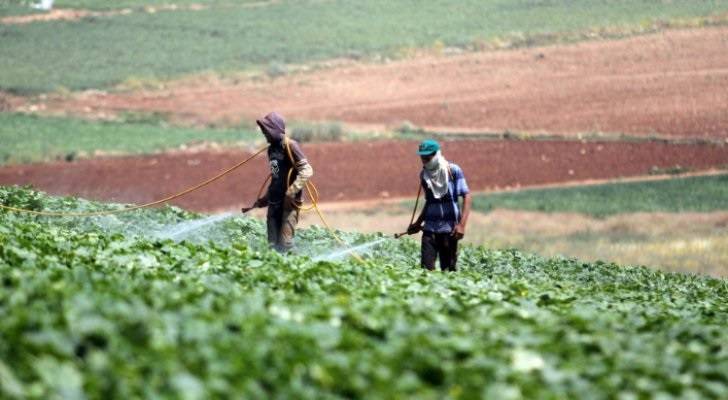 الزراعة: حملة لمكافحة النمل الأبيض في جميع مناطق الأردن