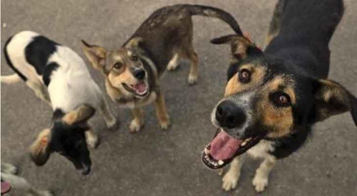 المجالي ترفض قتل الكلاب الضالة بالأردن