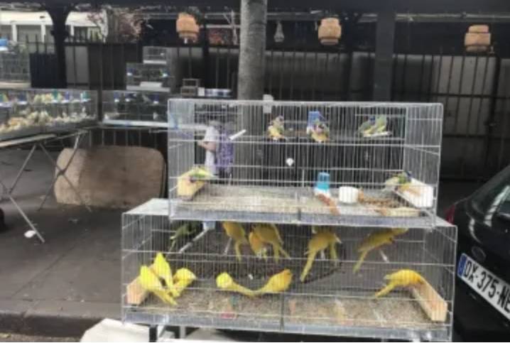 إغلاق سوق الطيور في باريس بصورة نهائية أواخر ديسمبر