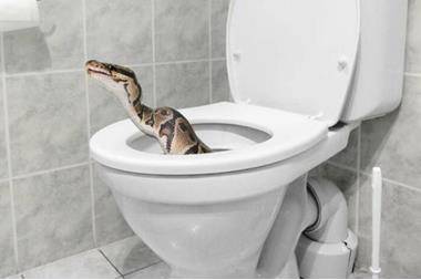 نهاية مأساوية .. ثعبان يهاجم سيدة في مصر