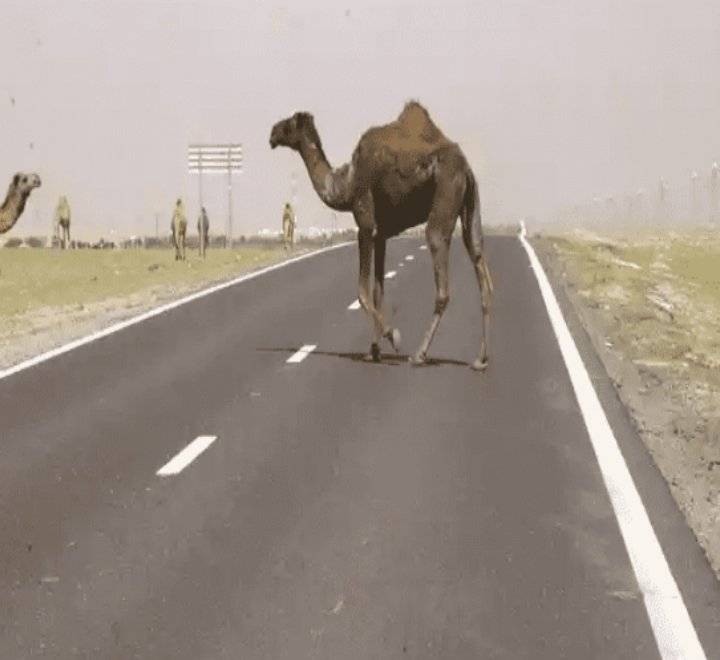 وفاة سائق اصطدم بجمل على الصحراوي