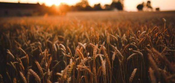 العوران: الأمن الغذائي في ظل التغيّر المناخي يتطلّب بحثا علميا زراعيا معاصرا