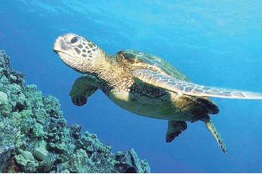 تكريم صياد لانقاذه سلحفاة مهددة بالانقراض