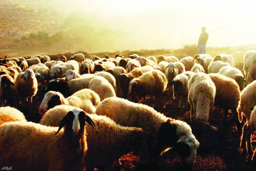 راعي أغنام ضحية خلافات عائلية في البادية وإسناد القتل العمد للجاني