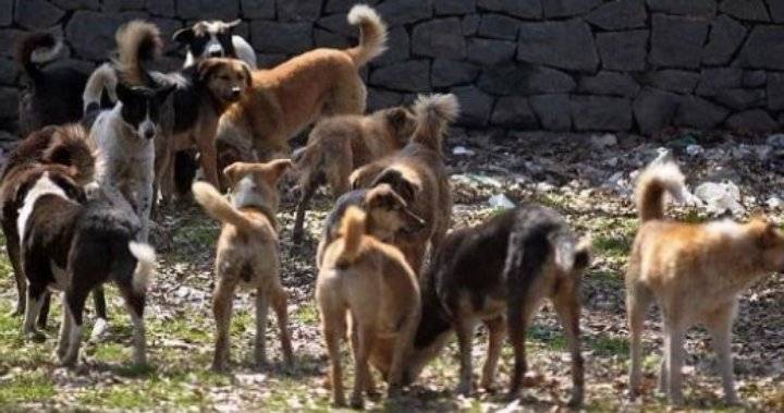 الإدارة المحلية: تكثيف عمليات النظافة لمنع انتشار الكلاب