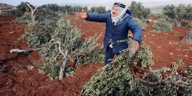 مستوطنون يقتلعون 40 شجرة زيتون جنوب بيت لحم