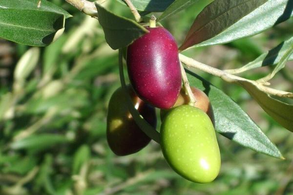زراعة الزرقاء تحدد الموعد الأمثل لقطف ثمار الزيتون