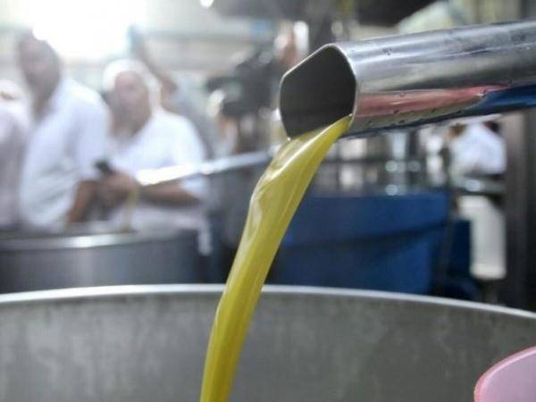 نقابة المعاصر تقرر عدم رفع أسعار خدمة عصر الزيتون