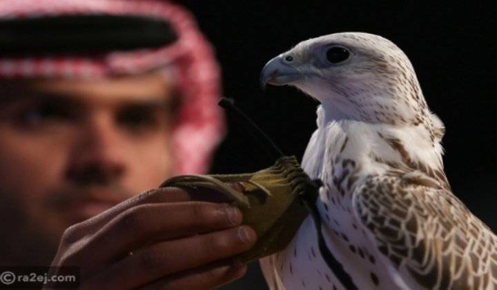 أغلى صقر بالعالم.. بيع بمزاد في السعودية وهذا ثمنه