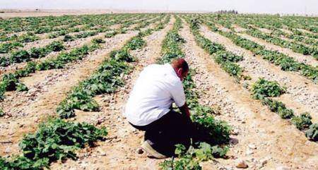 اتحاد المزارعين يطالب بتفعيل نظام استعمال الأراضي