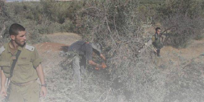 الاحتلال يمنع المزارعين من قطف ثمار الزيتون غرب سلفيت