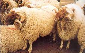 مهم من الزراعة لمربي الأغنام بالأردن