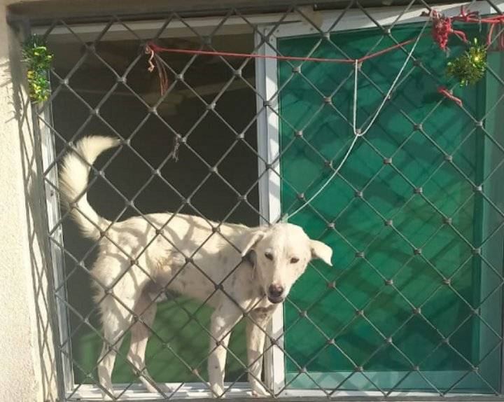 كلب ضال يجبر عائلة بسحاب على ترك منزلهم ليومين