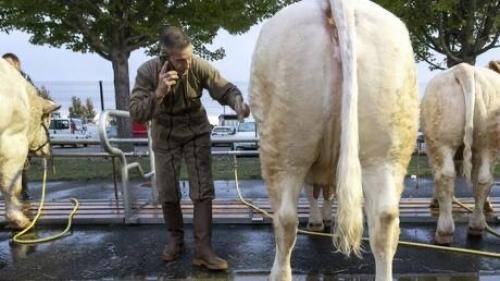 في أول ضريبة من نوعها .. نيوزيلندا تفرض ضرائب على الغازات التي تطلقها الأبقار