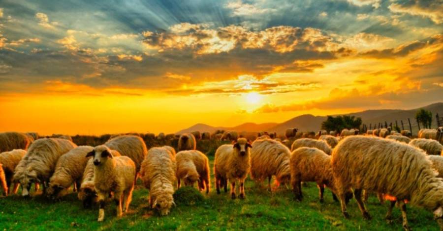 الخريشا : تصدر 472 ألف رأس من الخراف إلى الأسواق الخليجية منذ بداية العام