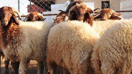 الزراعة والعربية للتنمية توزعان عددا من الماشية على أسر بدير علا