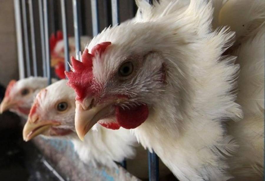 ارتفاع أسعار الدواجن والبيض في مصر.. الطبق يقفز إلى 90 جنيه بالأسواق