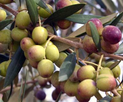 عصر الزيتون بدأ بانتظار الغيث