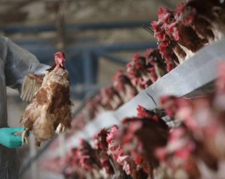 ظهور بؤرة لأنفلونزا الطيور بالجزائر